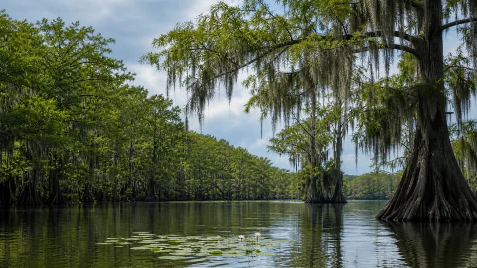 Caddo Lake State Park near Dallas